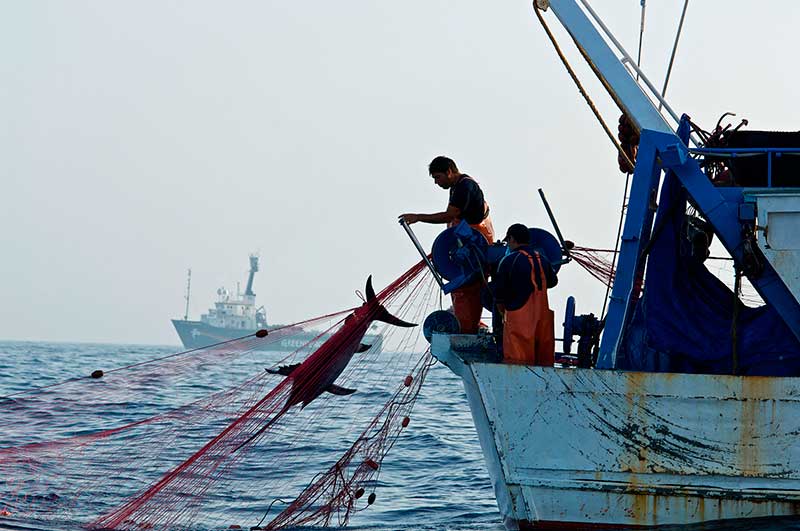 Día Internacional de la lucha contra la pesca ilegal no declarada y no