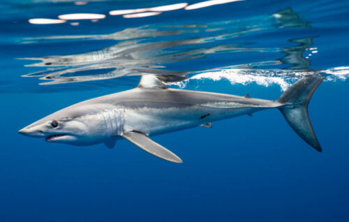 AZTI marca por primera vez un tiburón marrajo dientuso en el golfo de Bizkaia para contribuir a su conservación